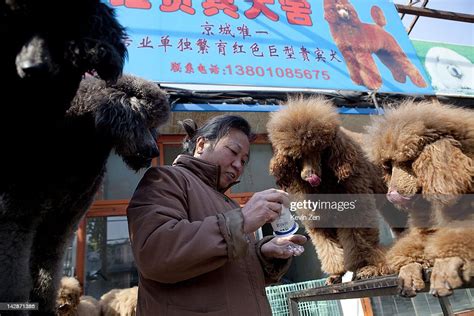 北京哪裏可以買狗狗，探討城市尋尋尋寵樂趣