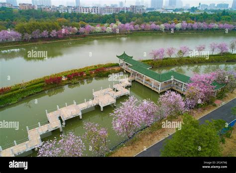 廣州三月有什麼花：繁盛春景中的花事盛況及相關探討